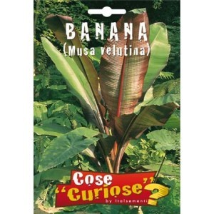 Banana